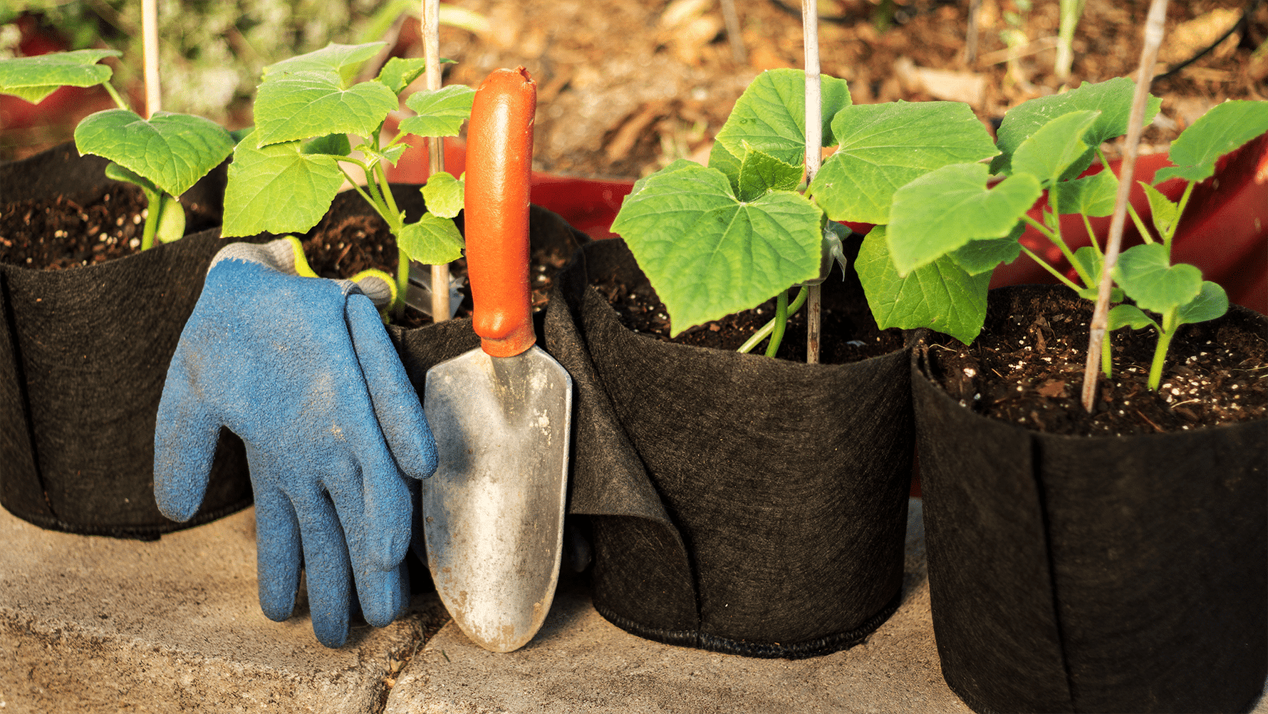 the planting pot Smart Pot 1 gal Transplanter