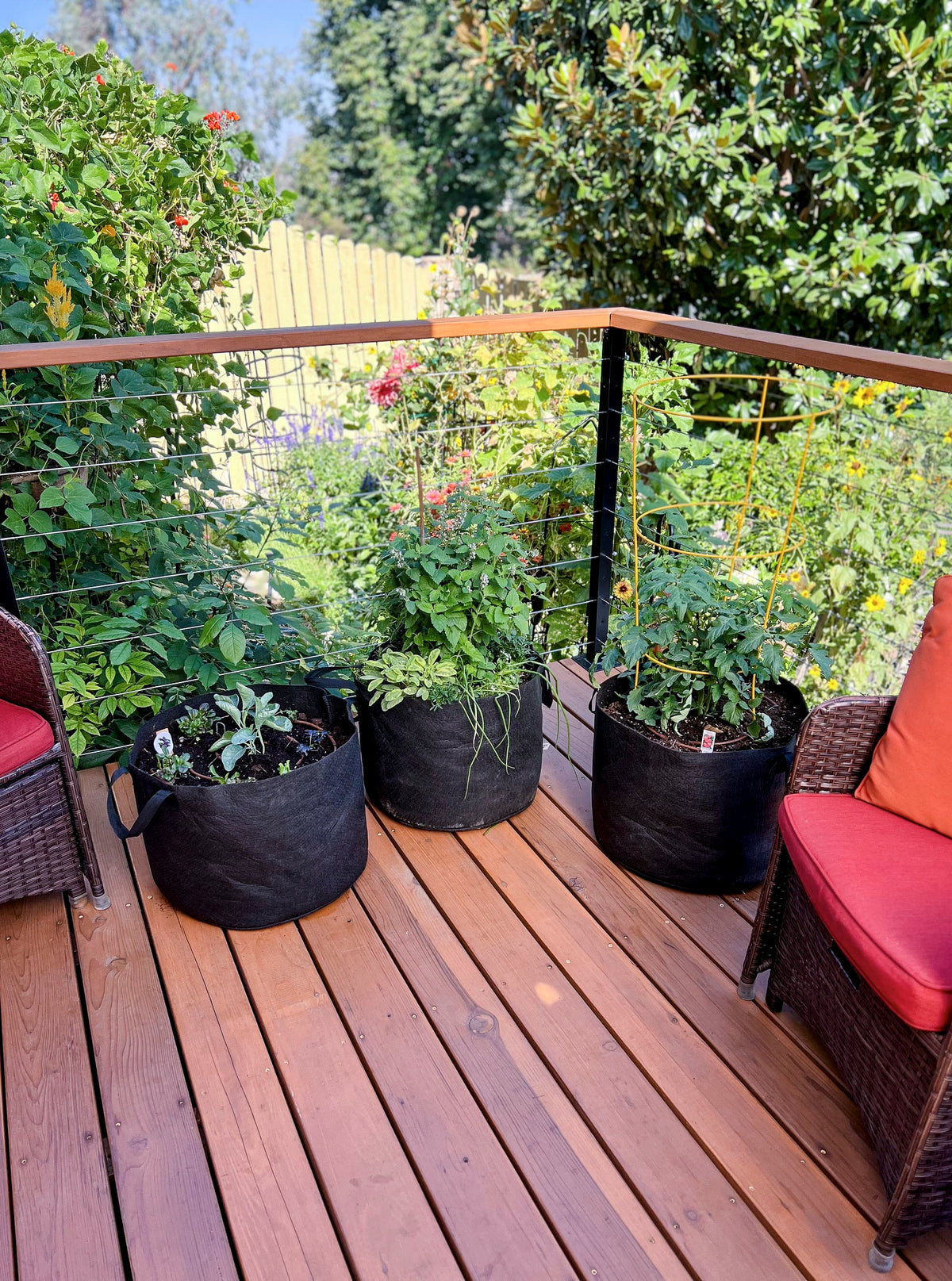 Vegetable Planters Growing On Patio