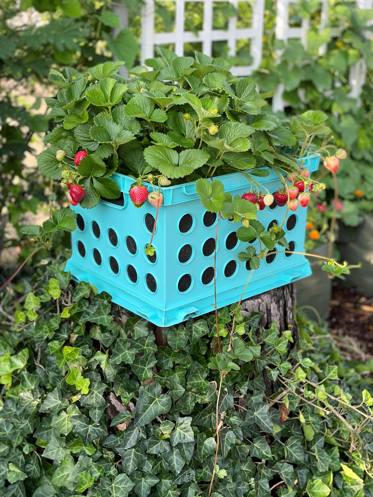 liner for potted plants Smart Pot Milk Crate Liner