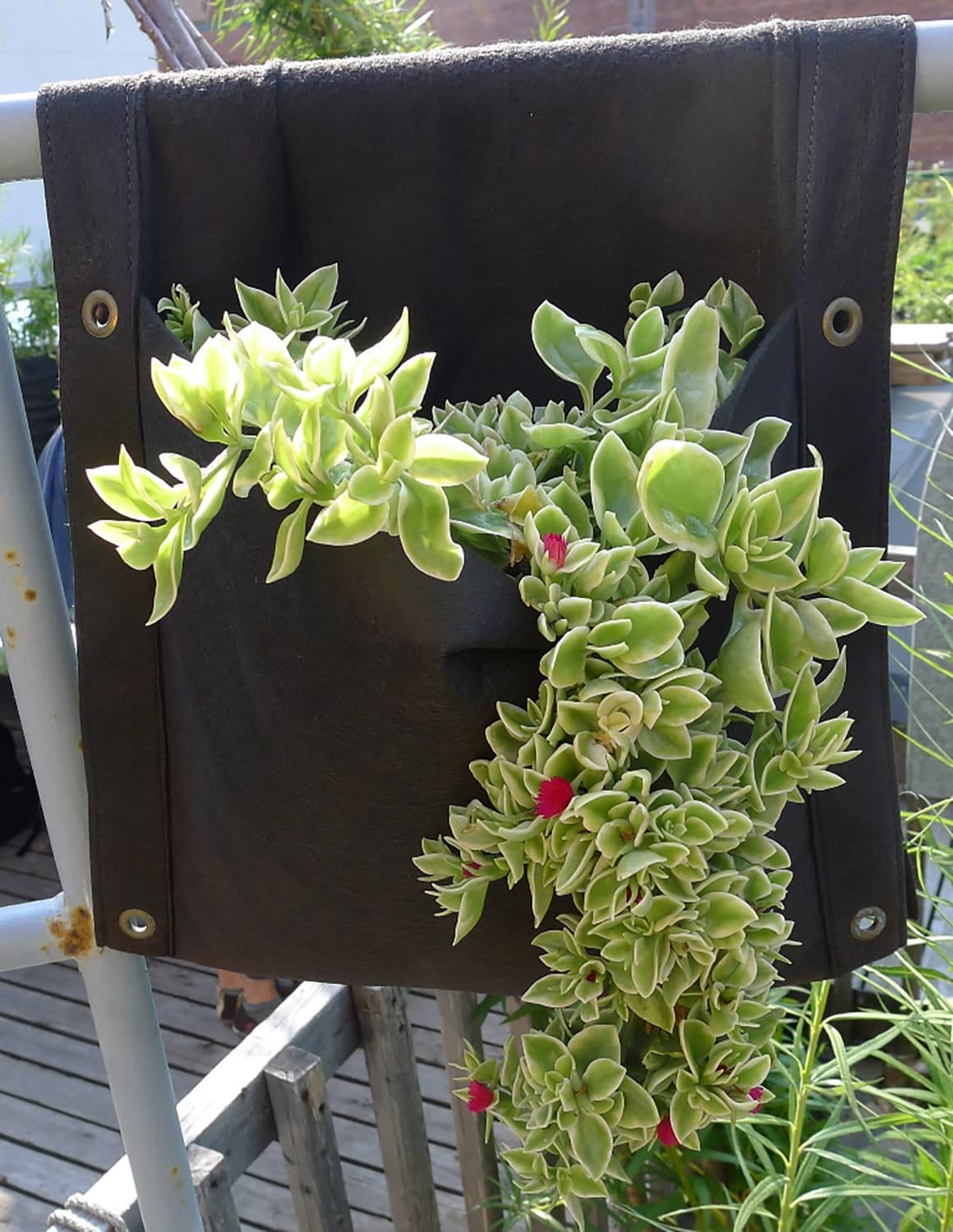 succulent small plant pots wall Smart Pot Wall Flower Saddle Planter