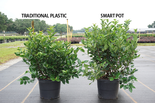 Viburnum nursery trial comparing Smart Pot and conventional plastic production