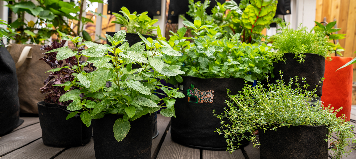 Smart Pot retail planter assortment in multiple sizes