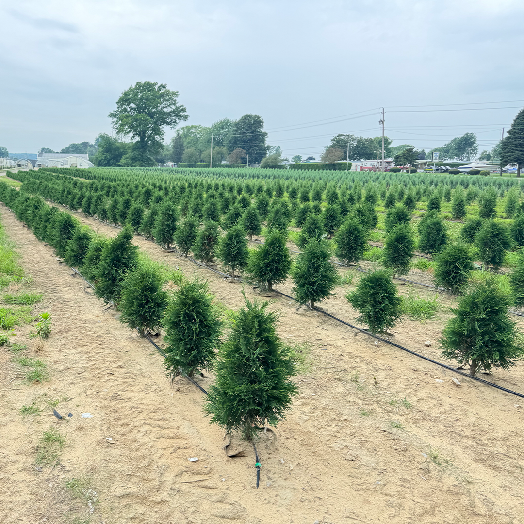 Commercial nursery shrubs growing in Smart Pot containers