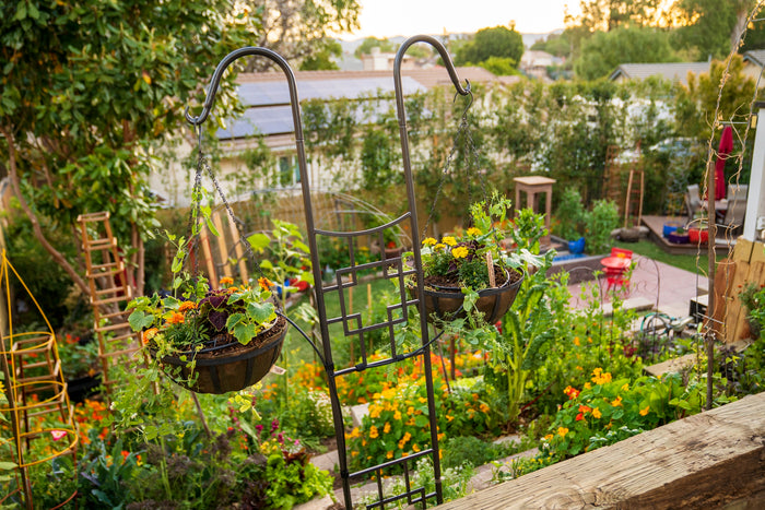 NoCoco liners in two hanging baskets filled with flowers in a garden