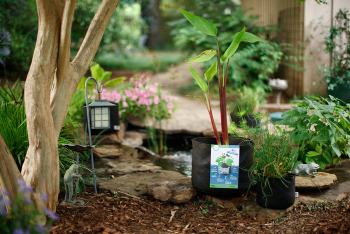 Smart Pot Pond Pots with aquatic plants beside a garden pond