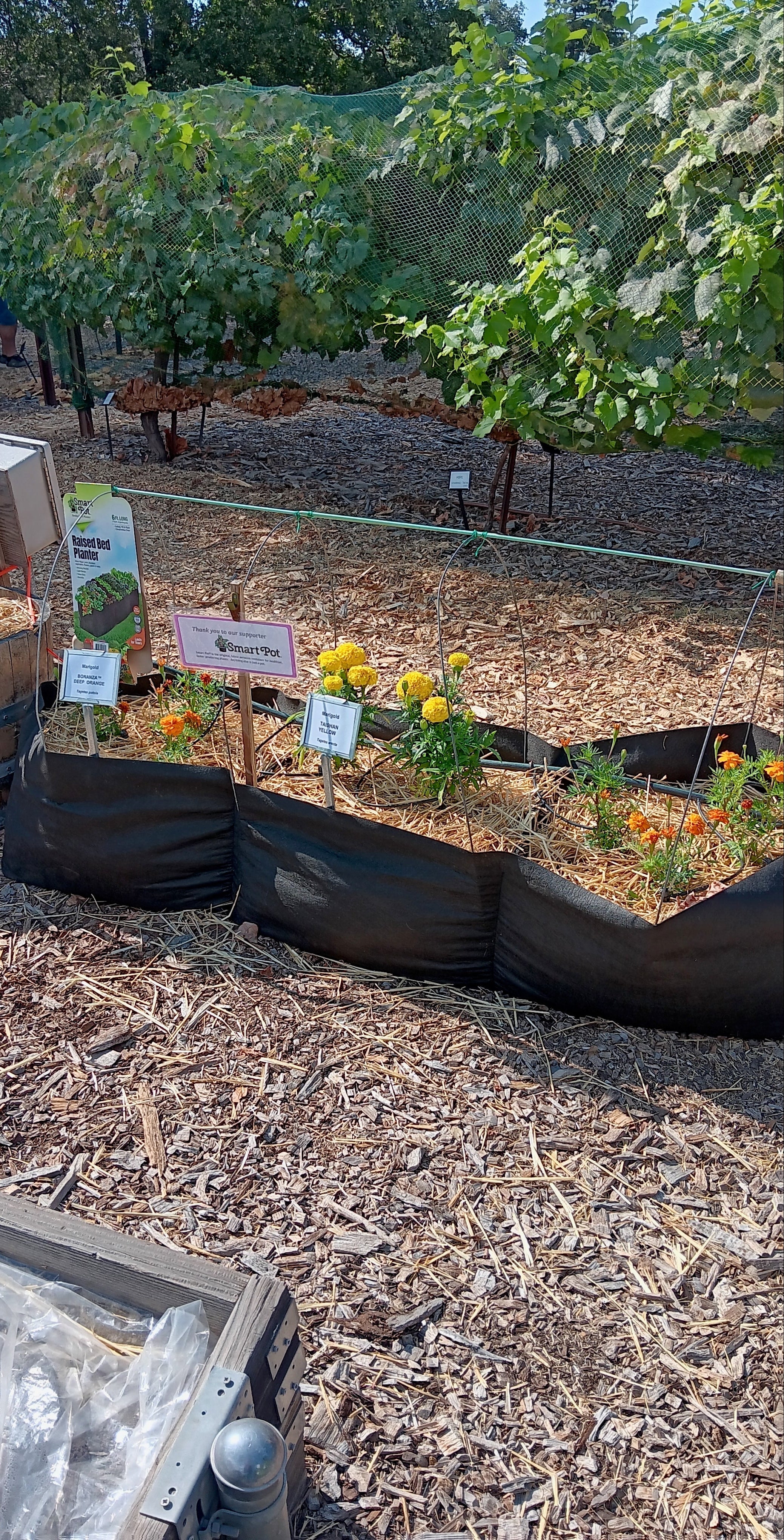 Garden with raised beds and plants, surrounded by mulch and trees.