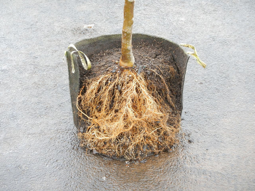 Washed fibrous root system produced in a Smart Pot professional container