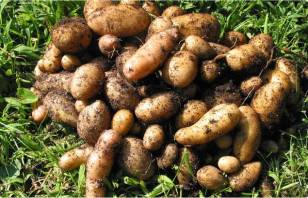 Basics Of Growing Potatoes in Containers