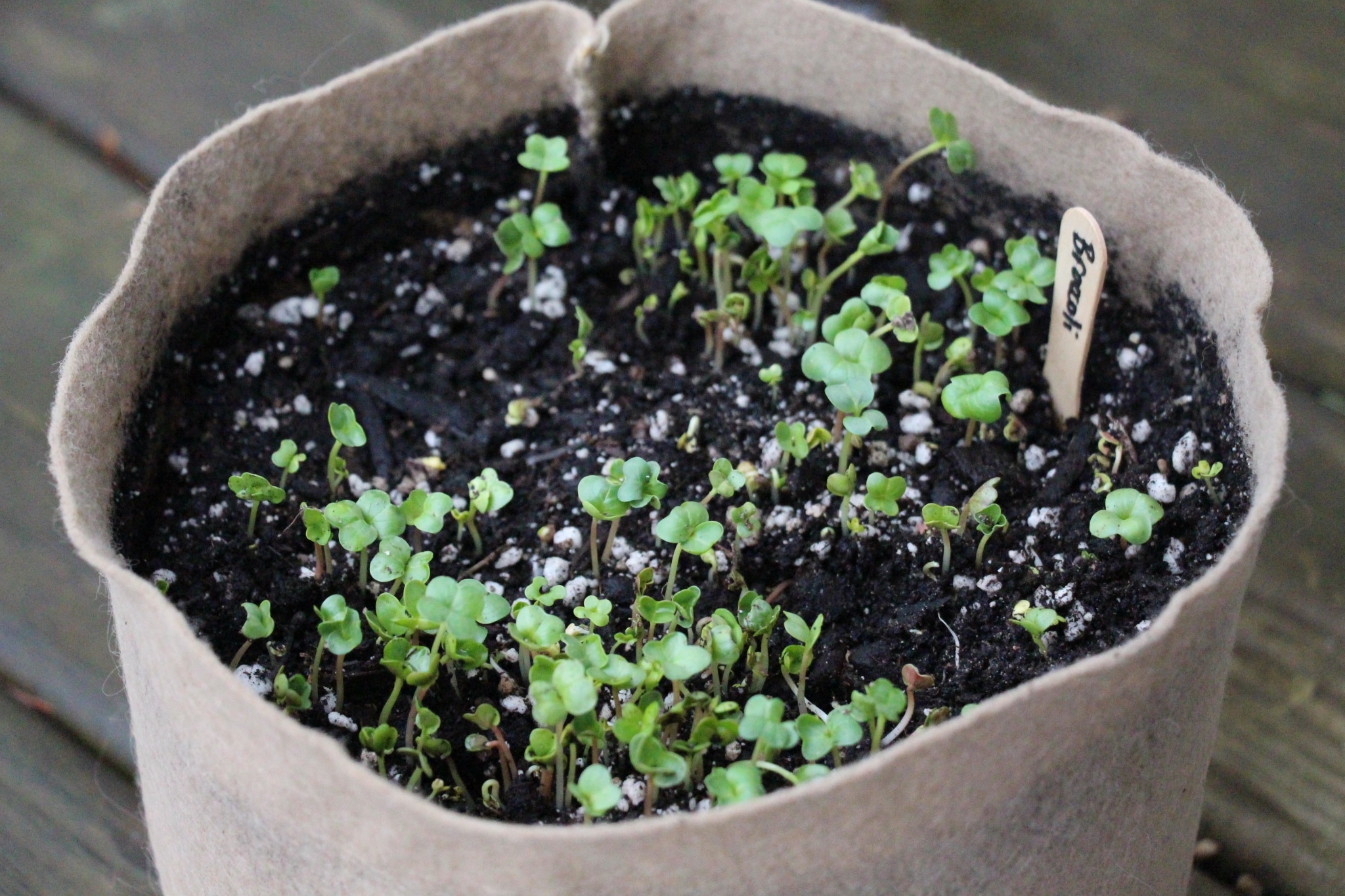 Planting seeds in Smart Pot containers for healthy growth