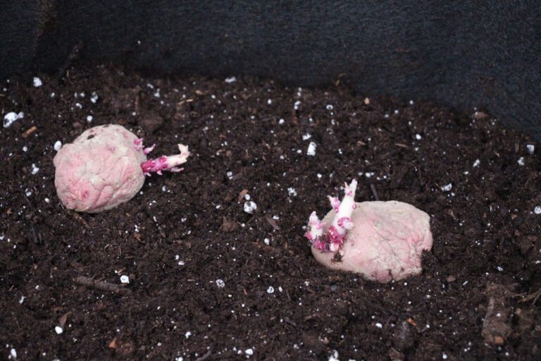 How to Grow Potatoes in Smart Pots