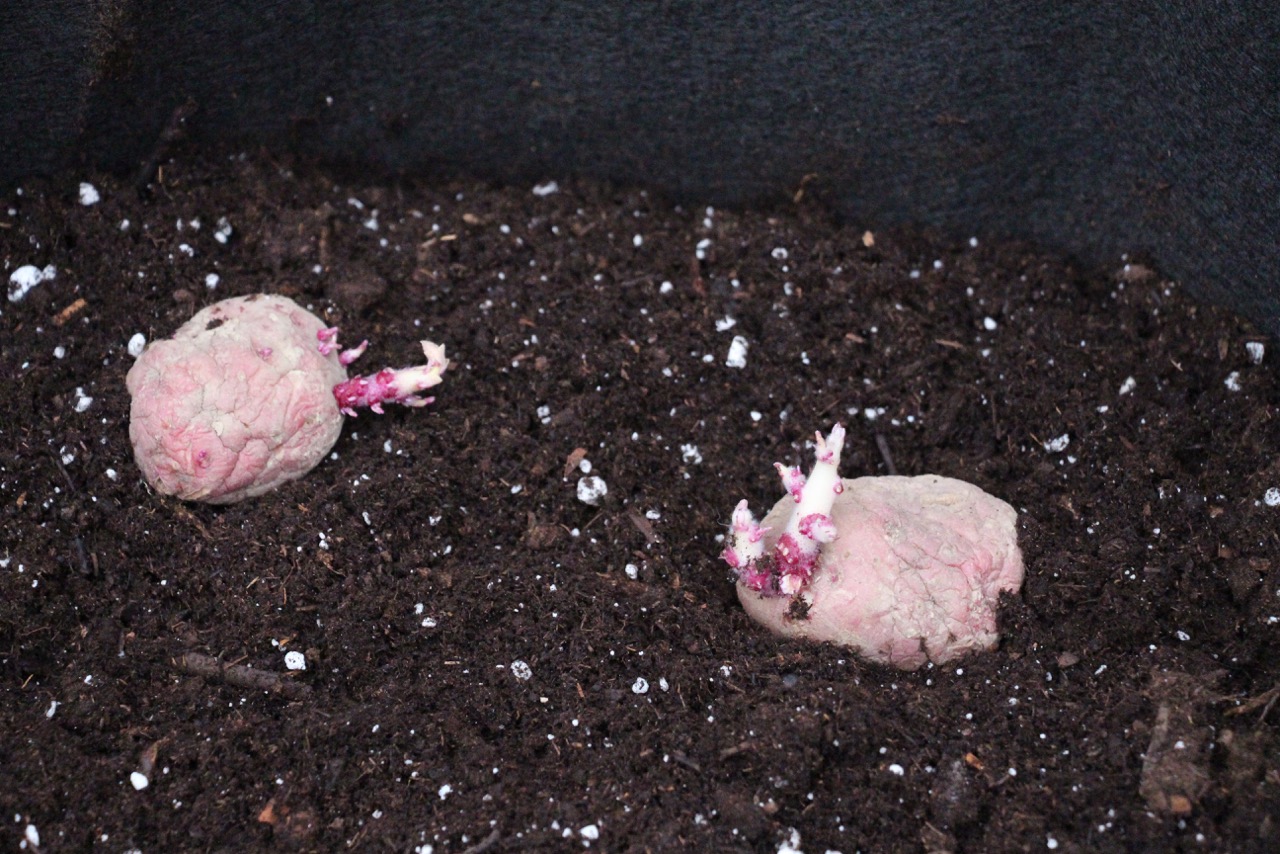 Potatoes grown in Smart Pot fabric bag
