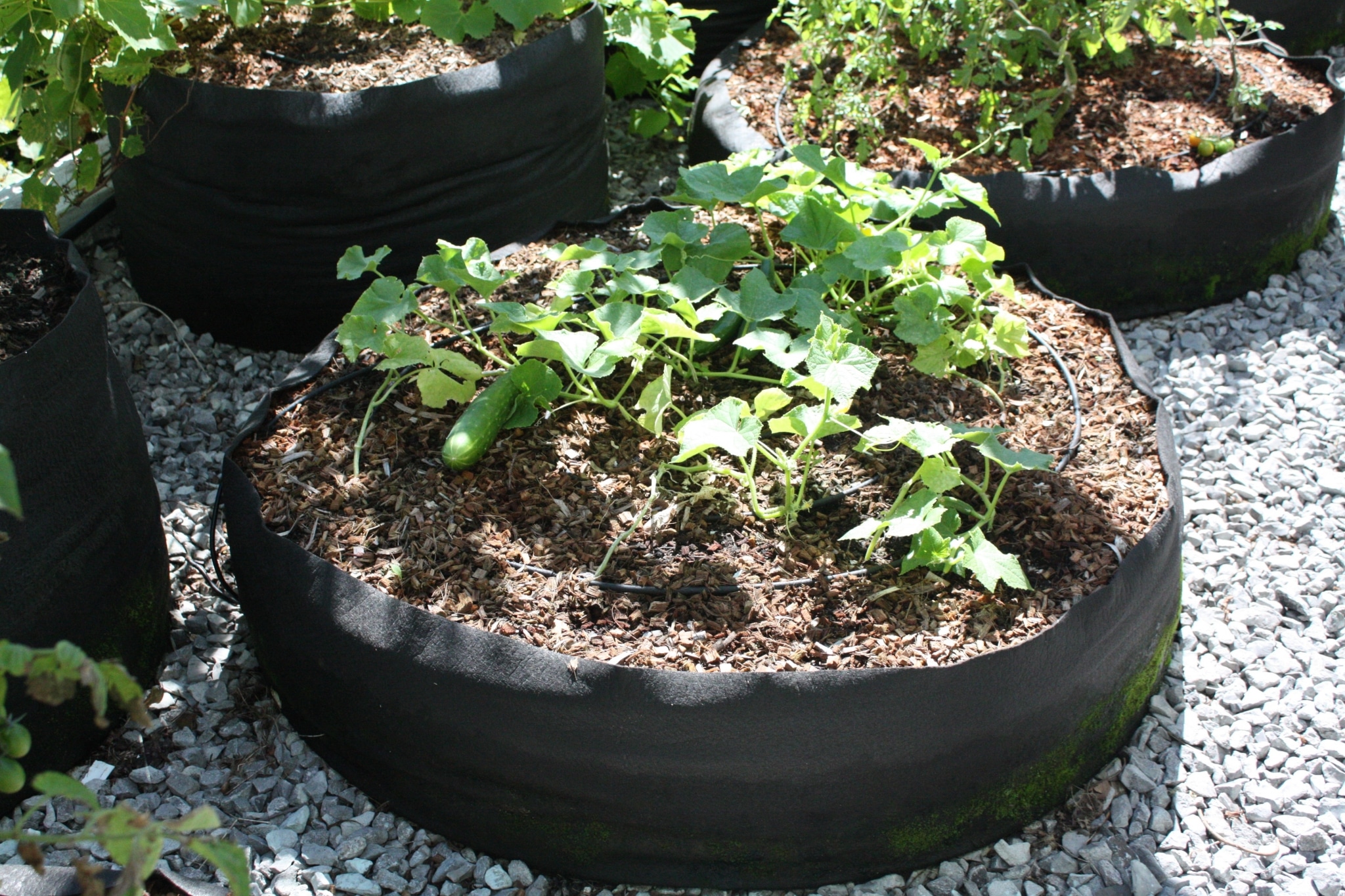 Vine plants grown in Smart Pot containers