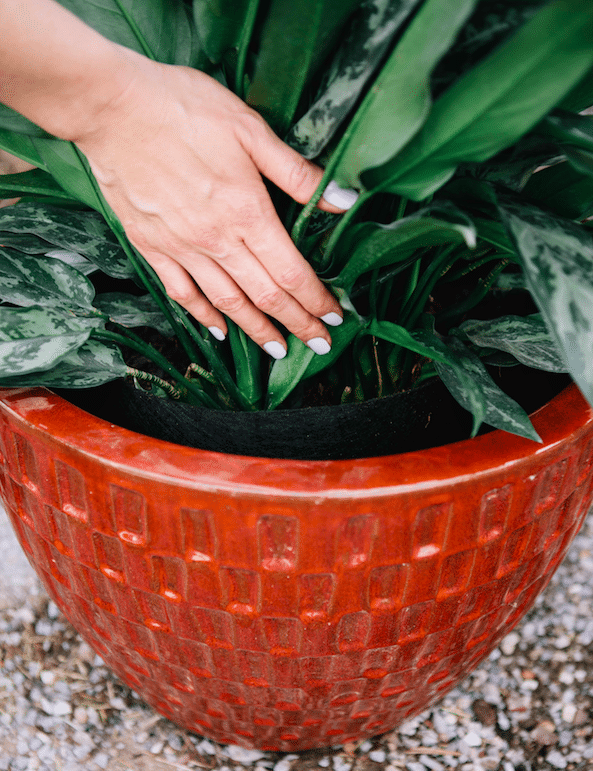 Container Planting Tips to Make the Most of Your Smart Pots