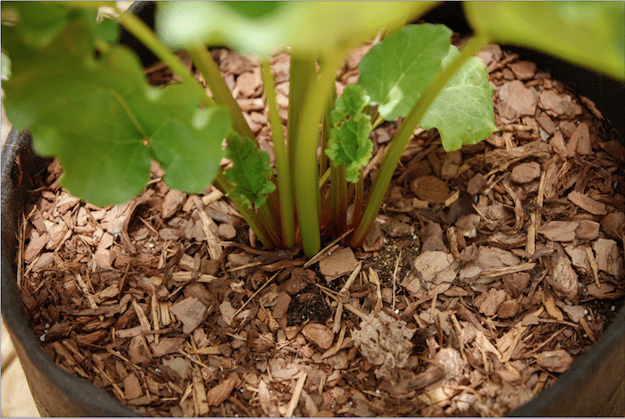 Protecting plants with mulch