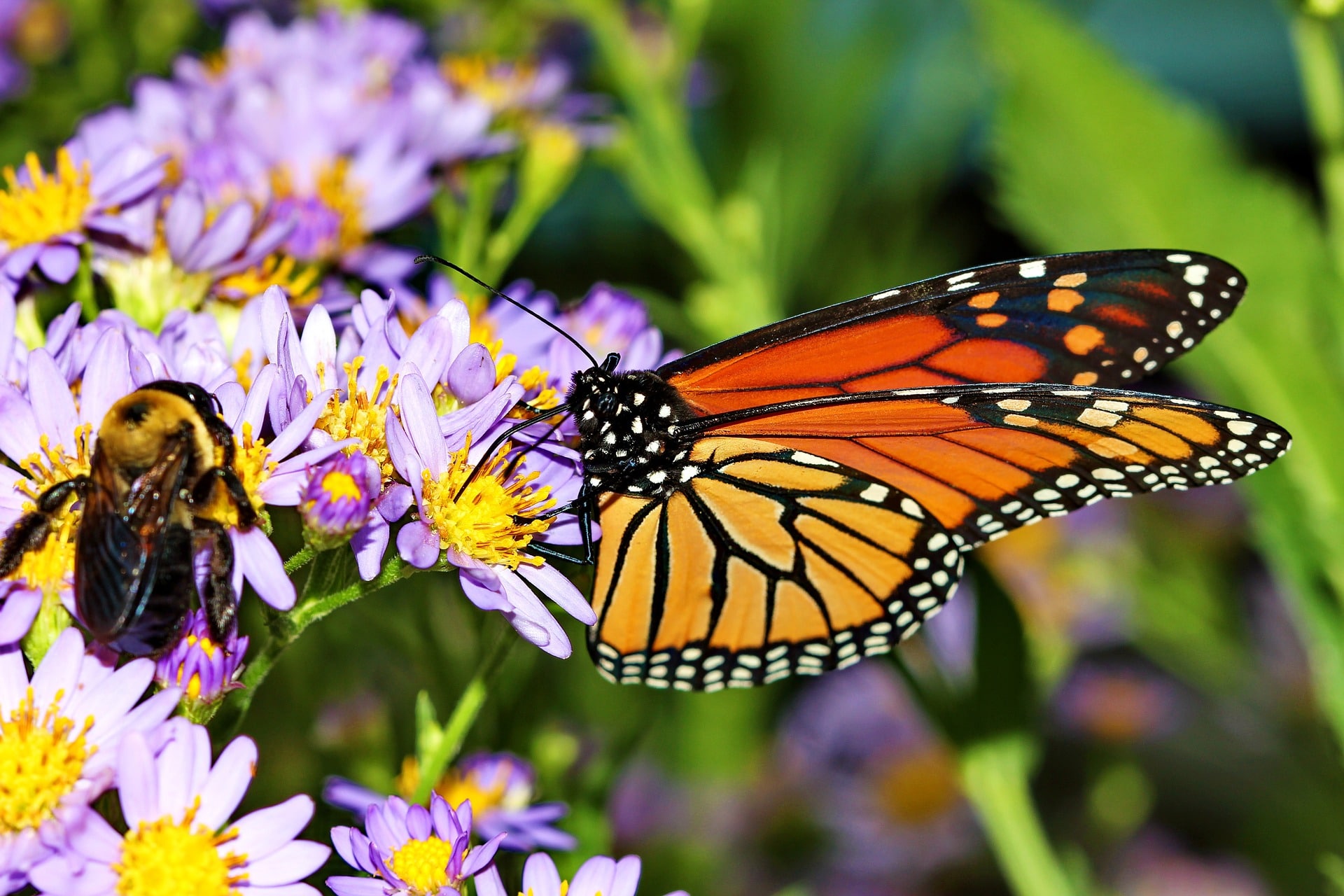 Monarch butterfly garden