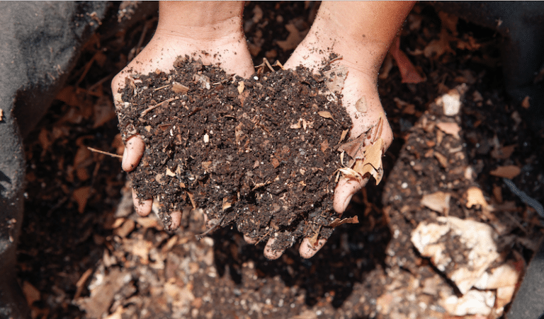 Plant Cover Crops to Rejuvenate Your Soil