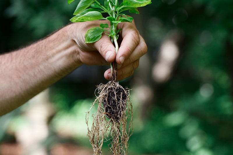healthy plant roots