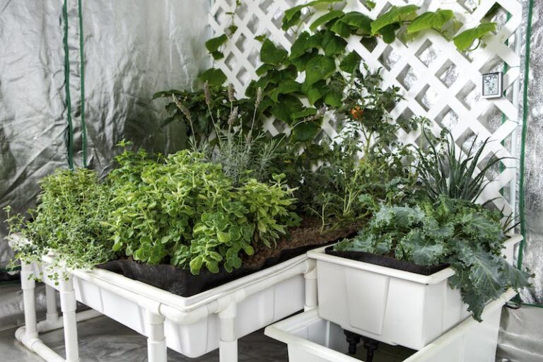 From Farm to (Veggie)Table:  Growing Your Own Hydroponic Food