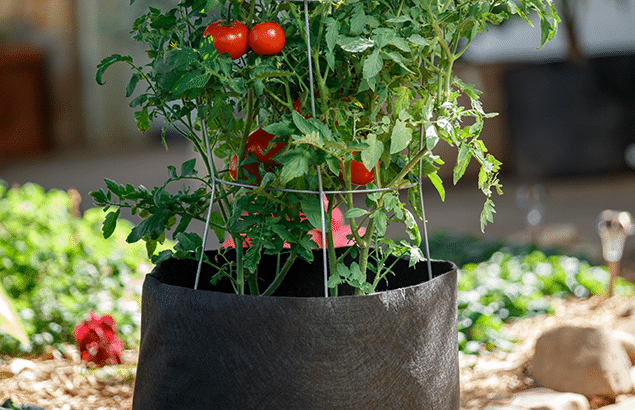 Bright Lights, Big Tomatoes: Urban Gardening with Smart Pots