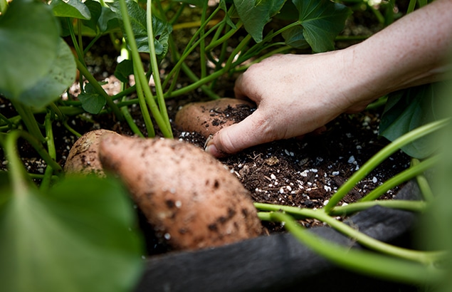 Grow Before the Winter Snow: 5 Tips for Gardening in the Fall