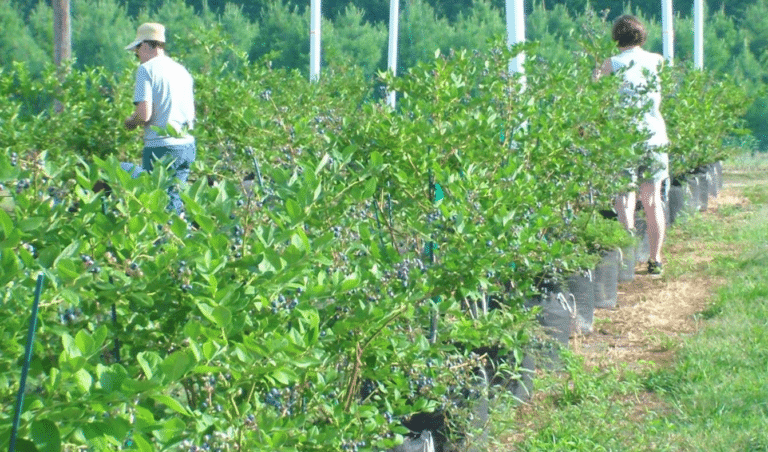 How to Grow Blueberries in Smart Pots
