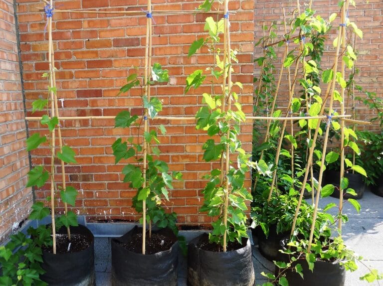 Grow Up with Smart Pots Vertical Gardening
