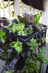 A milk crate with fabric liner filled with herby greens.