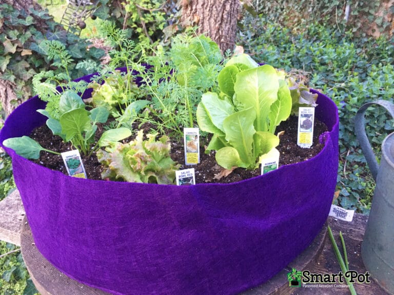 Planting a Salad Bowl