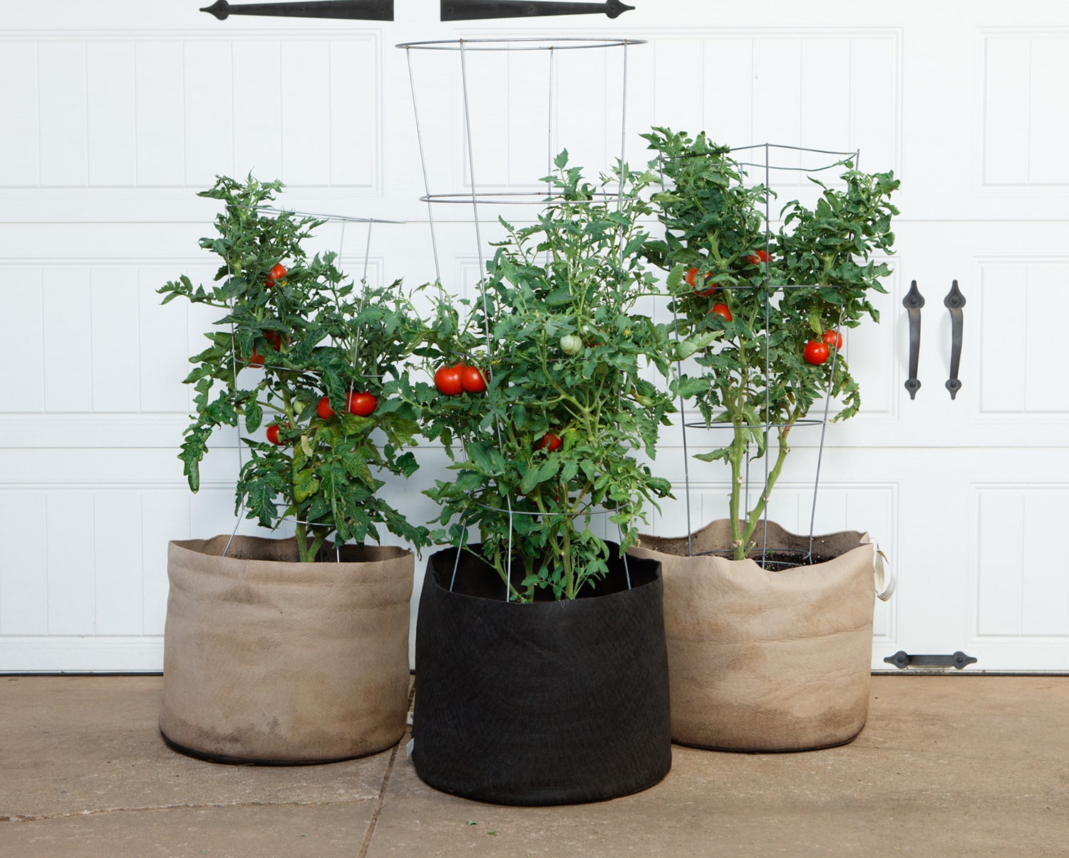 What plants grow well in a 1-gallon fabric pots?