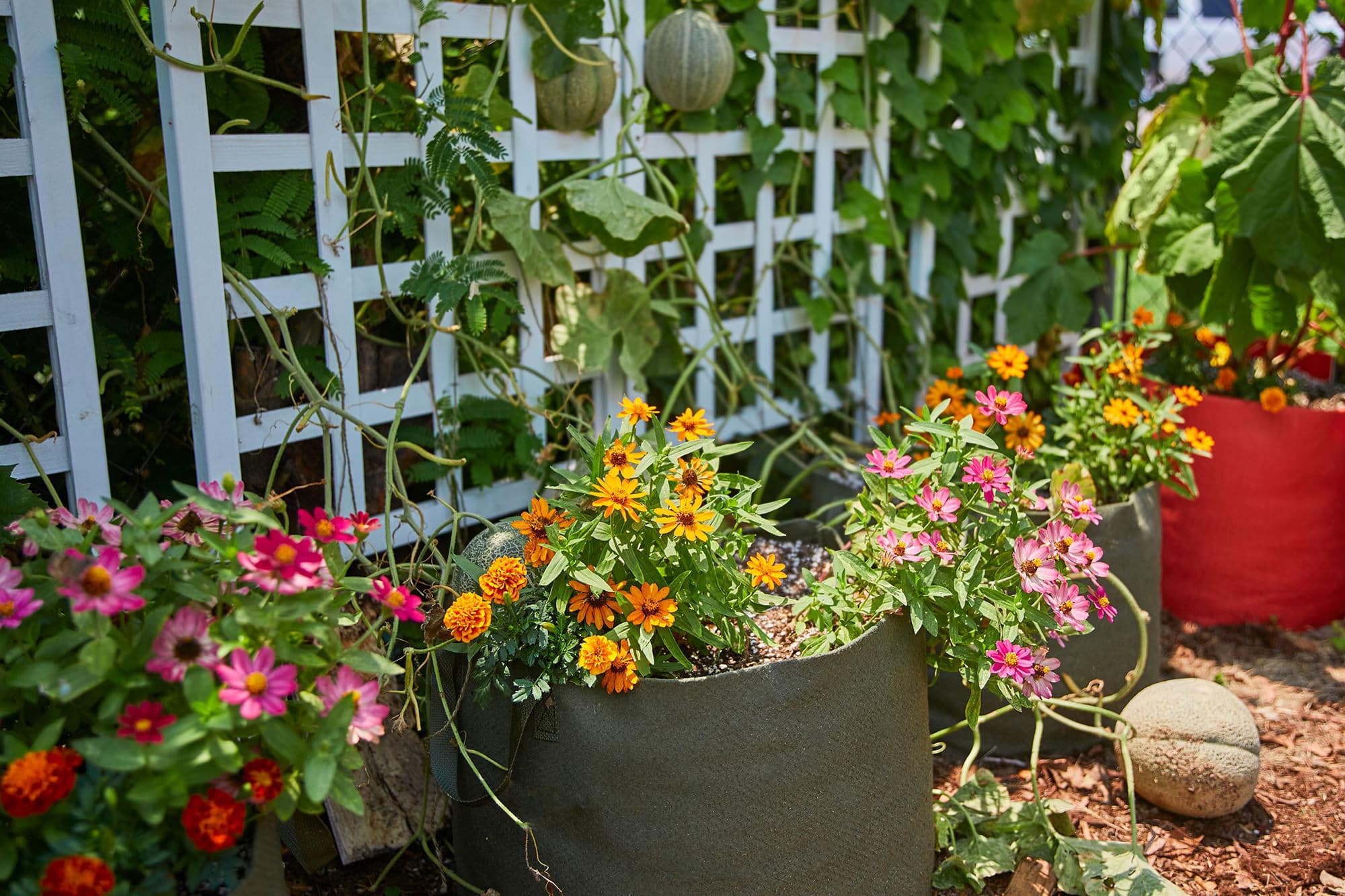 https://smartpots.com/wp-content/uploads/2021/05/Smart-Pot_Fabric-Planters_flowers.jpg