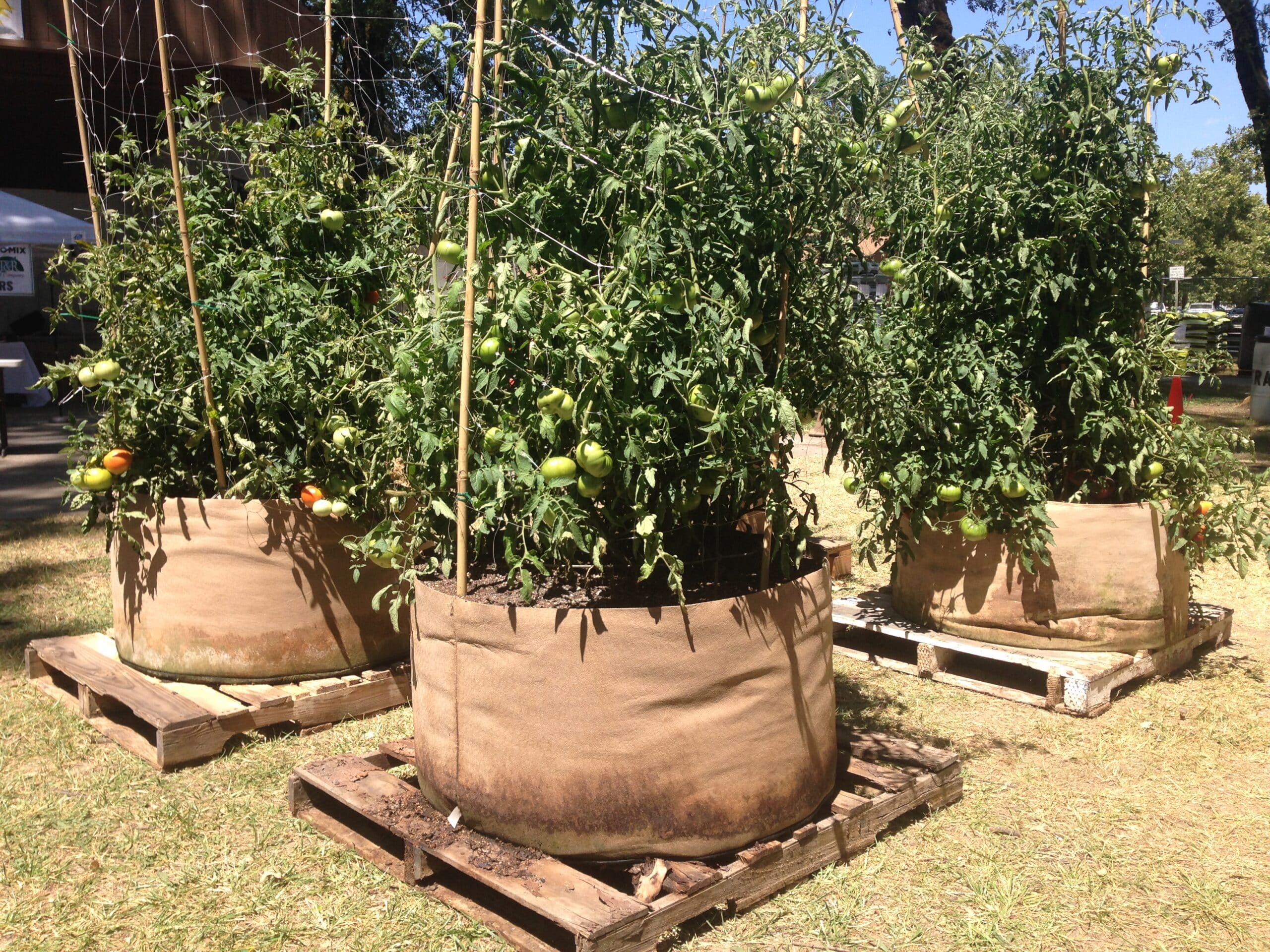 10 Pack (1 - 30 Gallon) - Tall Fabric Pots Grow Bags Vegetable Garden Fruit  Tree