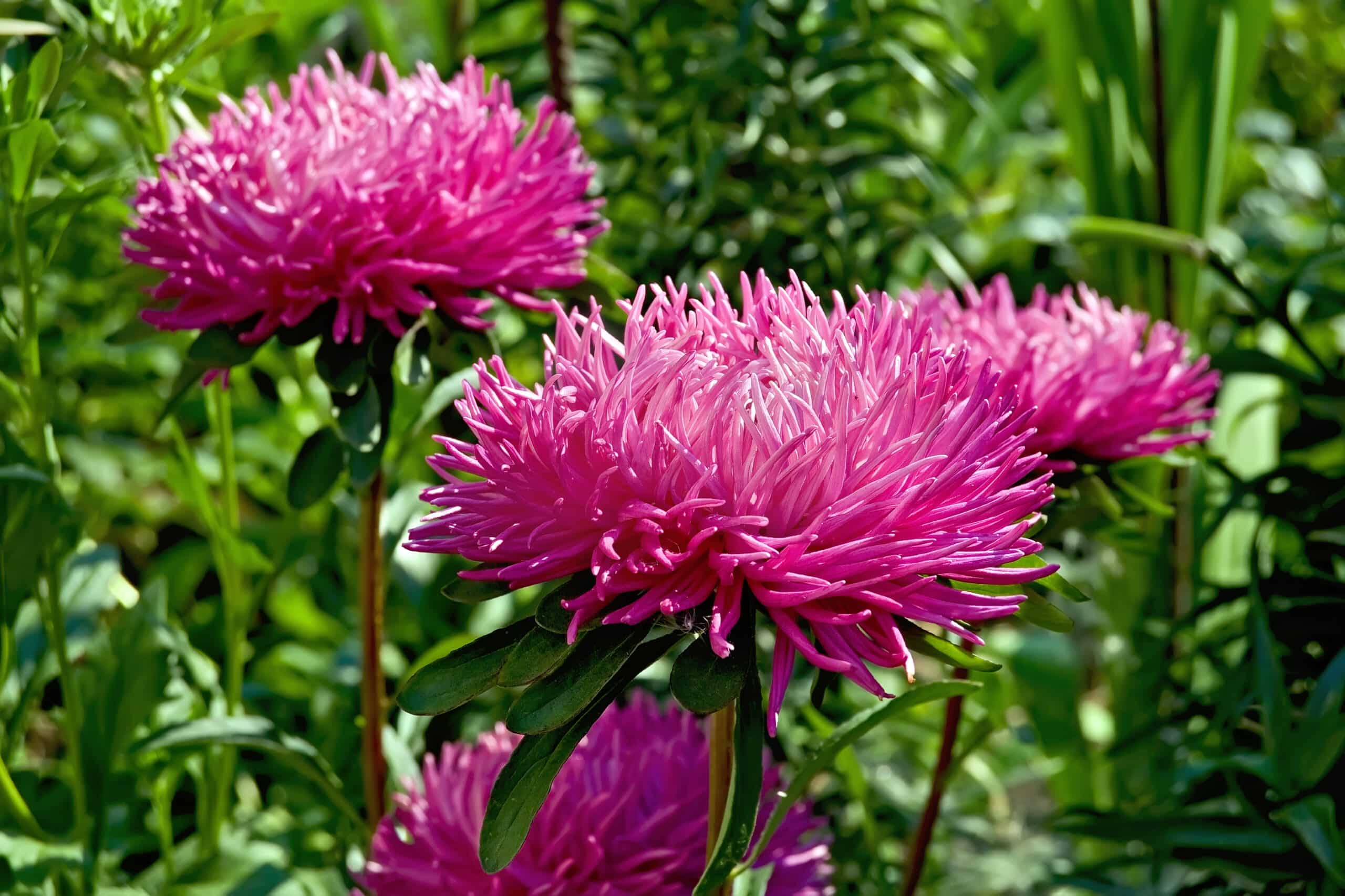 Bright pink asters flowers growing in Smart Pot on a background of green foliage