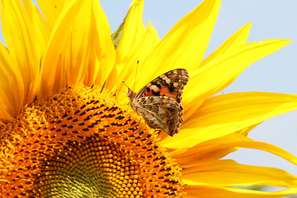 Butterfly pollinating Sunflower in Smart Pot