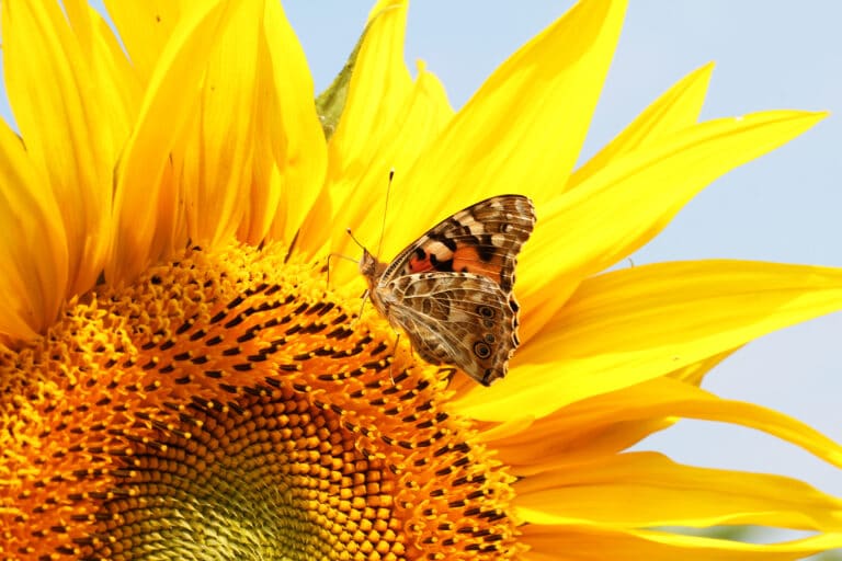 Grow Pollinator-Attracting Plants In Smart Pot