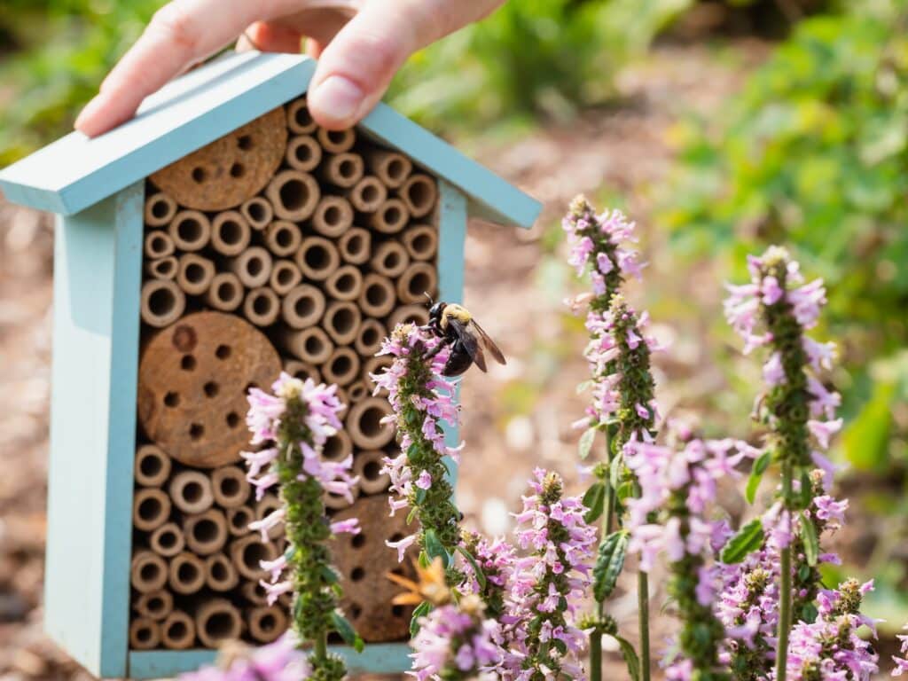 Pollinator Plants growing in Smart Pots