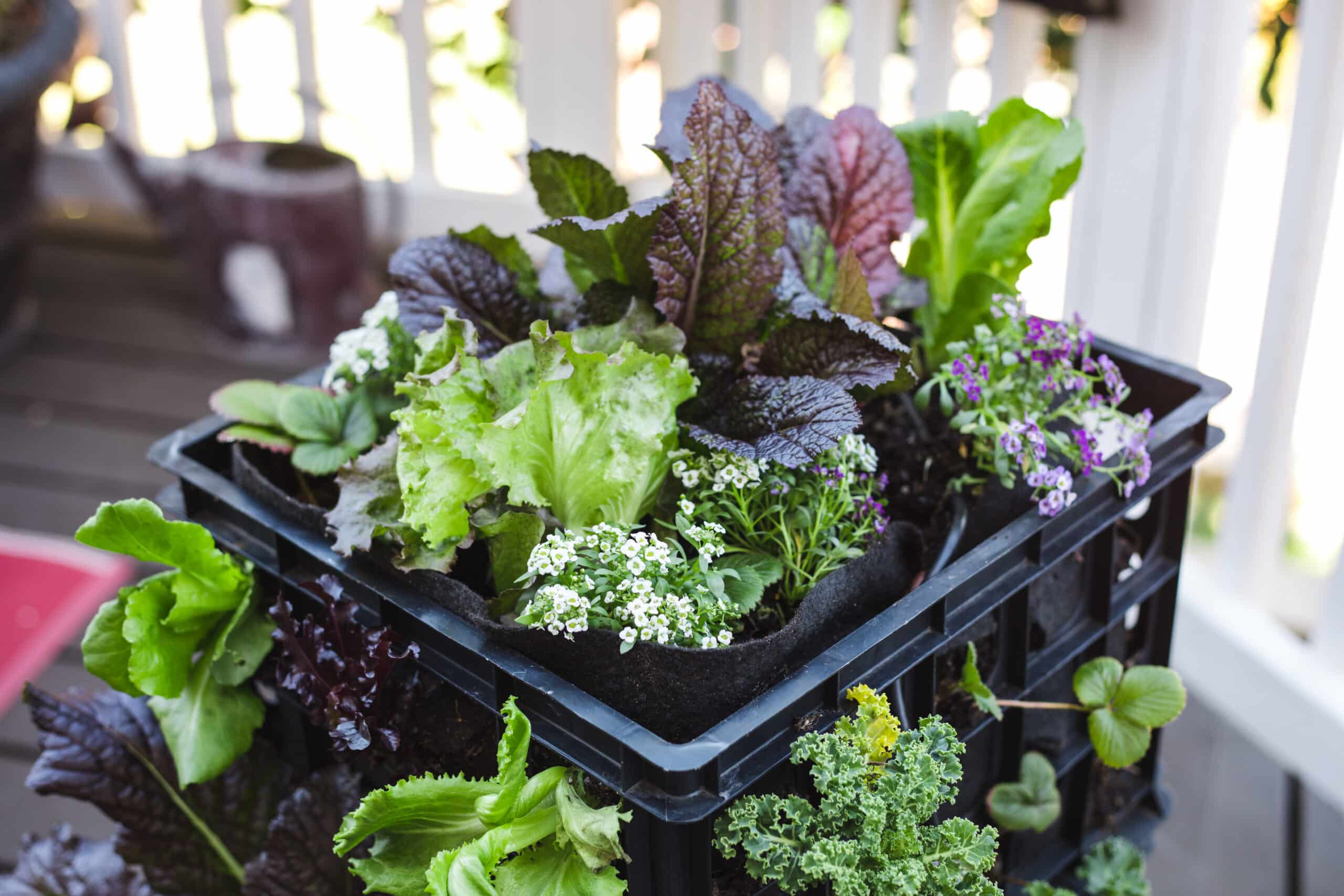 Growing Cool Weather Vegetables in Smart Pots
