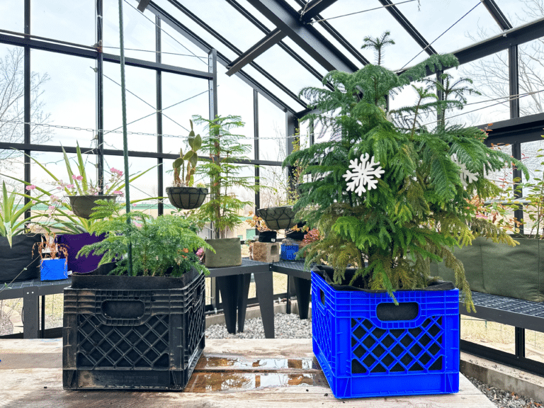 How to Care for Norfolk Island Pine – Lifelong Houseplant
