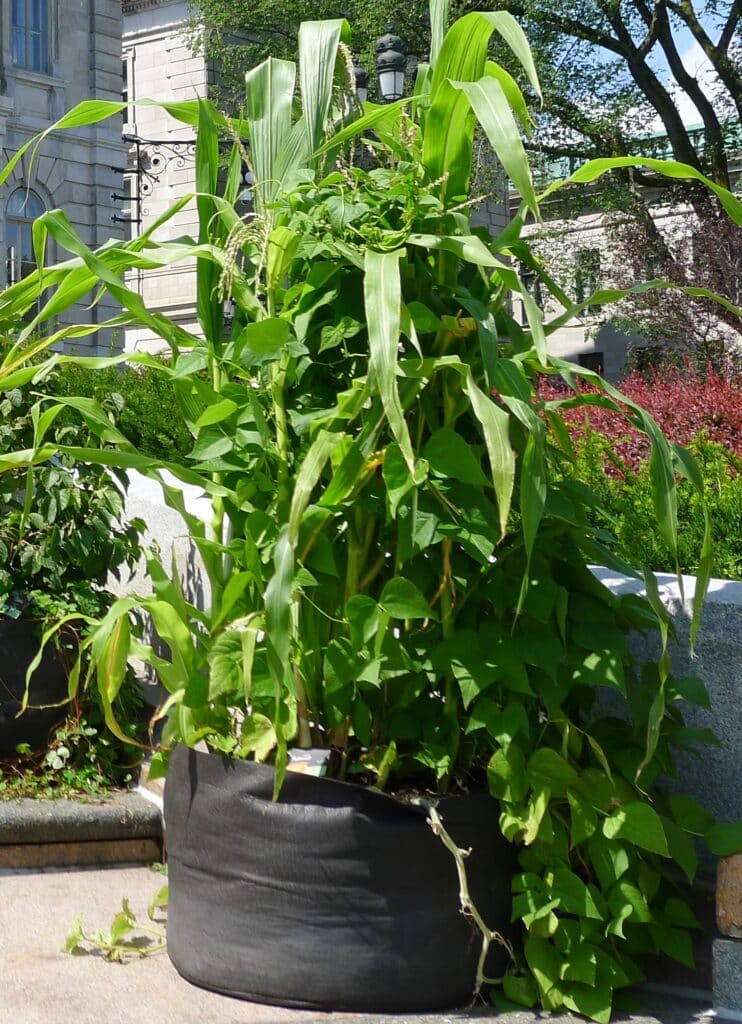 Three Sisters Plants in Smart Pot