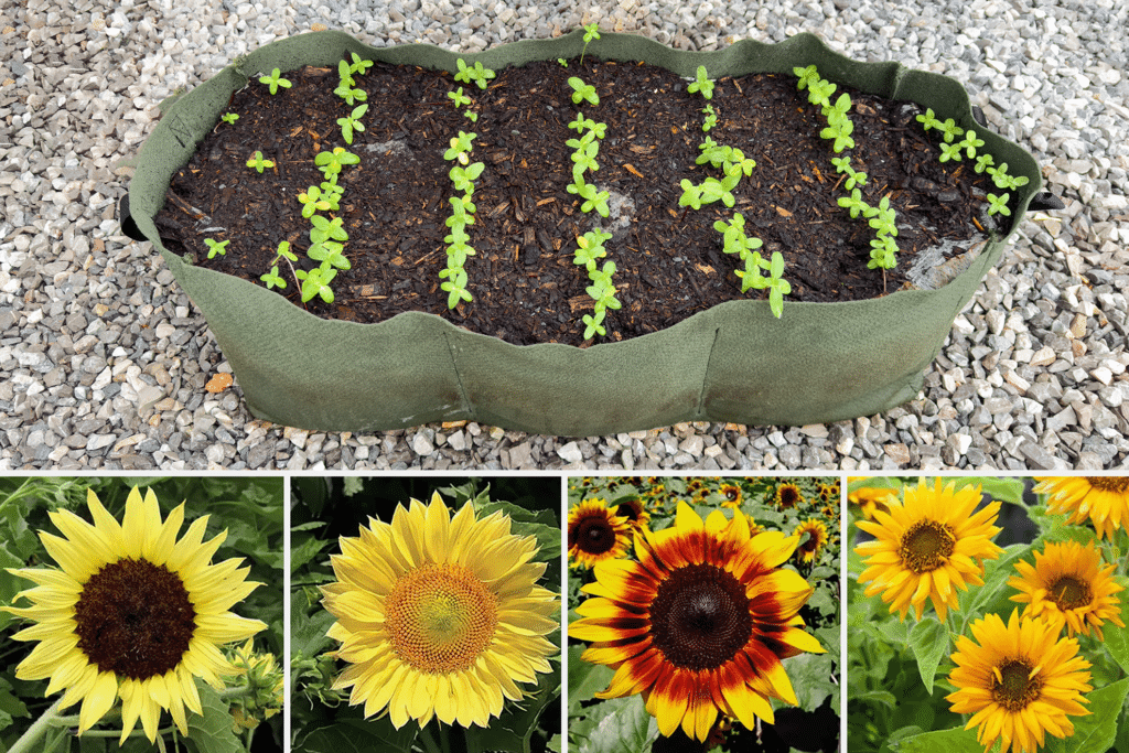 5-Minute Sunflower Garden Thumbnail