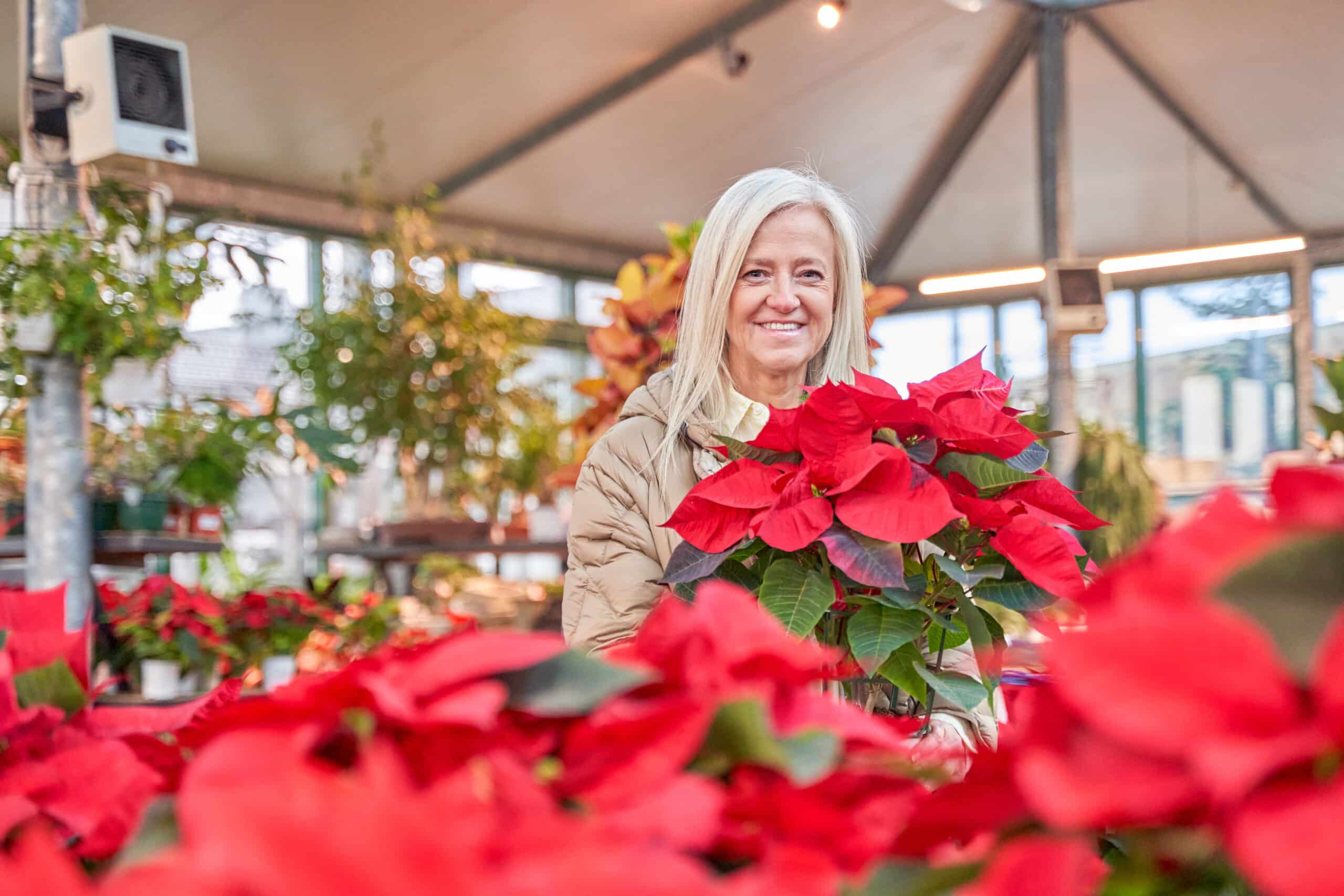 A woman is holding a red flower in a greenhouse. The greenhouse is filled with many red flowers, creating a vibrant and lively atmosphere. The woman is enjoying her time in the greenhouse